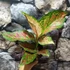 Kép 2/7 - Aglaonema 'Coral Red'