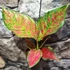 Kép 3/7 - Aglaonema 'Coral Red'