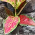 Kép 4/7 - Aglaonema 'Coral Red'