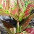 Kép 5/7 - Aglaonema 'Coral Red'