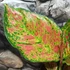 Kép 6/7 - Aglaonema 'Coral Red'