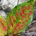 Kép 7/7 - Aglaonema 'Coral Red'