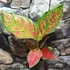 Kép 1/7 - Aglaonema 'Coral Red'