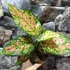 Kép 3/10 - Aglaonema 'Crimson Love'