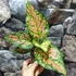 Kép 4/10 - Aglaonema 'Crimson Love'