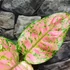 Kép 2/10 - Aglaonema 'Crimson Love'
