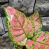Kép 8/10 - Aglaonema 'Crimson Love'