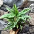 Kép 3/5 - Aglaonema 'Greyhound'