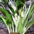 Kép 4/5 - Aglaonema 'Greyhound'