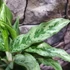 Kép 5/5 - Aglaonema 'Greyhound'