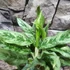 Kép 2/5 - Aglaonema 'Greyhound'