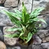 Aglaonema 'Greyhound'