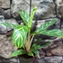 Kép 2/5 - Aglaonema 'Ivy Green'