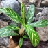 Kép 3/5 - Aglaonema 'Ivy Green'