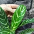 Kép 5/5 - Aglaonema 'Ivy Green'