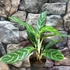 Kép 1/5 - Aglaonema 'Ivy Green'