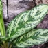 Kép 2/6 - Aglaonema 'Laurel Green'