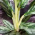 Kép 4/6 - Aglaonema 'Laurel Green'