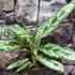 Aglaonema 'Laurel Green'