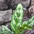 Kép 5/6 - Aglaonema 'Laurel Green'