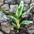 Kép 3/6 - Aglaonema 'Laurel Green'