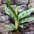 Kép 6/6 - Aglaonema 'Laurel Green'