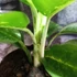 Kép 4/7 - Aglaonema 'Lemon Mint'