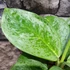 Kép 2/7 - Aglaonema 'Lemon Mint'