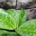 Kép 3/7 - Aglaonema 'Lemon Mint'