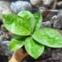 Kép 5/7 - Aglaonema 'Lemon Mint'