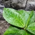 Kép 6/7 - Aglaonema 'Lemon Mint'