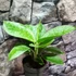 Kép 1/7 - Aglaonema 'Lemon Mint'