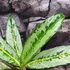Kép 2/6 - Aglaonema 'Matcha Lemon'