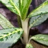 Kép 3/6 - Aglaonema 'Matcha Lemon'