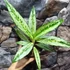 Kép 4/6 - Aglaonema 'Matcha Lemon'