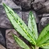 Kép 5/6 - Aglaonema 'Matcha Lemon'