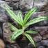 Kép 6/6 - Aglaonema 'Matcha Lemon'