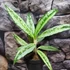 Aglaonema 'Matcha Lemon'