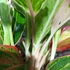 Kép 5/9 - Aglaonema 'Jungle Light'