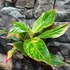 Kép 3/9 - Aglaonema 'Jungle Light'