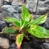 Kép 1/9 - Aglaonema 'Jungle Light'