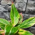 Kép 6/9 - Aglaonema 'Jungle Light'