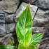 Kép 7/9 - Aglaonema 'Jungle Light'