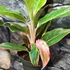 Kép 8/9 - Aglaonema 'Jungle Light'