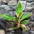 Kép 9/9 - Aglaonema 'Jungle Light'