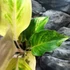 Kép 3/8 - Aglaonema 'Cricket Pink'