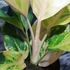 Kép 4/8 - Aglaonema 'Cricket Pink'
