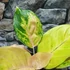 Kép 5/8 - Aglaonema 'Cricket Pink'