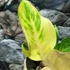 Kép 6/8 - Aglaonema 'Cricket Pink'