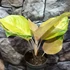 Kép 2/8 - Aglaonema 'Cricket Pink'